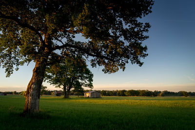 Trees on field against sky