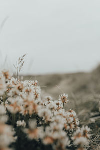 Close-up of flowering plant on field against sky