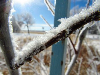 Close-up of frozen tree