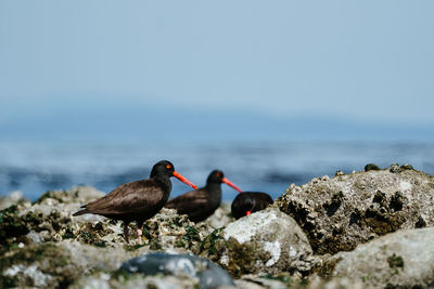 Ducks on rock by sea against sky