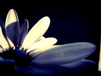 Close-up of flower blooming against black background