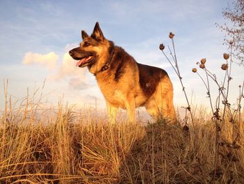 Shepherd in withered grass