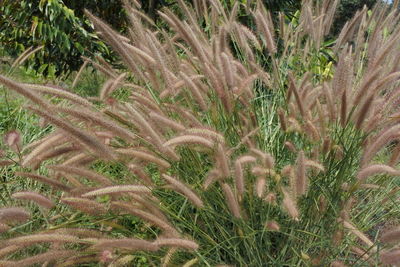 Full frame shot of plants growing on field