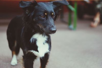 Close-up portrait of dog looking away