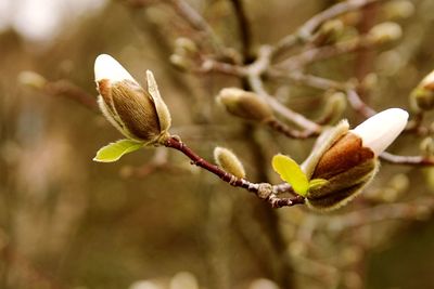 Close-up of flower buds on branch