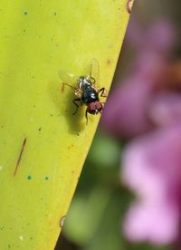 Close-up of insect