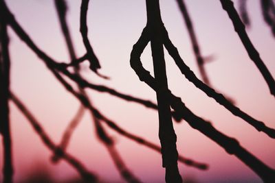Close-up of silhouette tree against sky during sunset