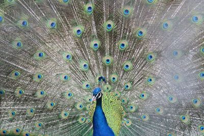 Full frame shot of peacock