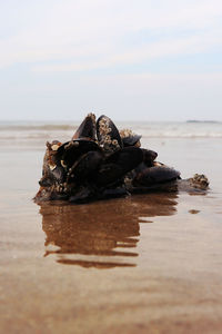 Close-up of shell on the beach