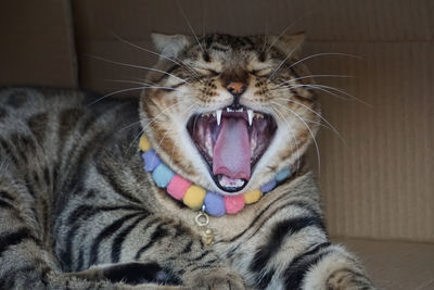 Close-up of cat yawning