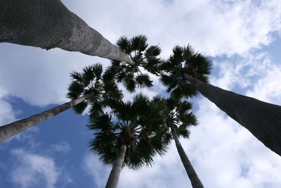 Low angle view of coconut palm tree against sky