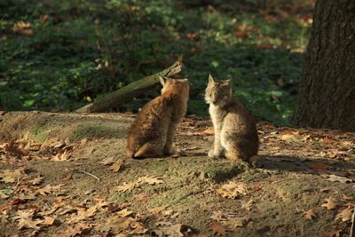 Cats sitting on field
