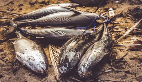 High angle view of fishes on sand at beach