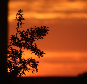 Close-up of silhouette tree against orange sky