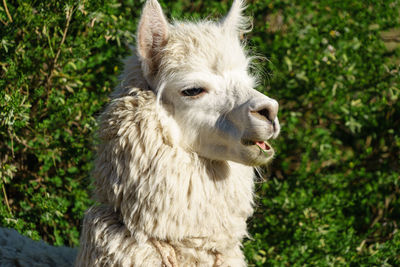 Close-up of llama