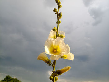 Low angle view of flowering plant against sky