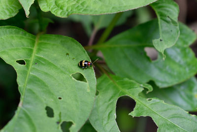 High angle view of ladybug on leaf