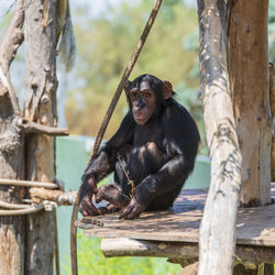 Monkey sitting on tree trunk