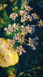 Close-up of flowering plant