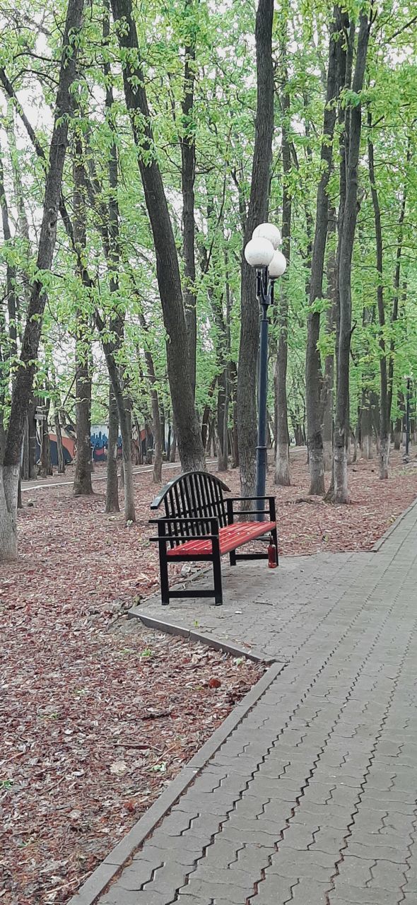 EMPTY BENCH BY TREES IN PARK