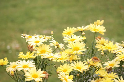 Close-up of yellow flowers blooming on field