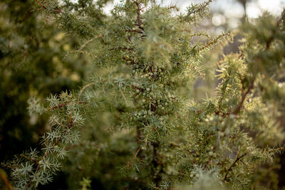 Close-up of pine trees in forest