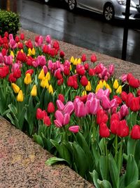 Close-up of tulips blooming outdoors