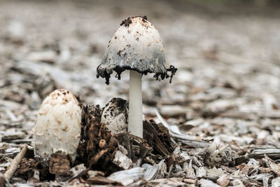 Close-up of mushroom growing outdoors