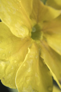 Macro shot of yellow flower