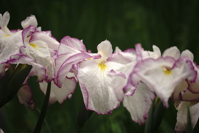 Close-up of pink flowering plants