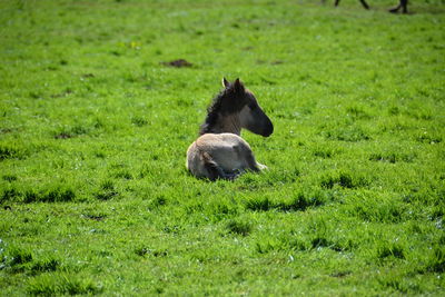 Foal resting on grassy field