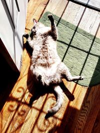 High angle view of cat on wooden floor