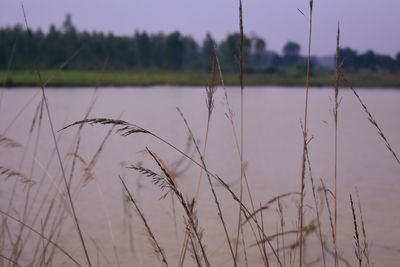 Plants growing on field by lake against sky