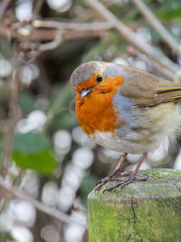 Close-up of bird perching on wood