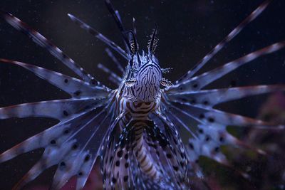 Close-up of fish swimming in sea