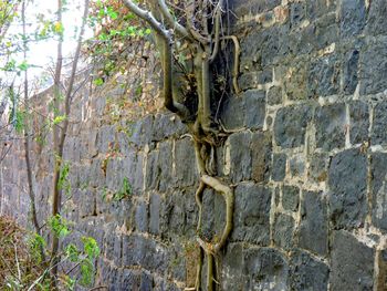 Close-up of tree trunk