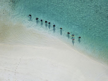 High angle view of birds swimming in sea