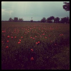 Flowers growing in field