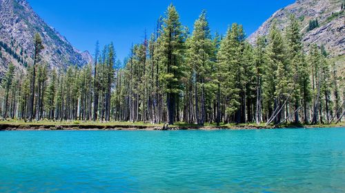 Panoramic view of  pine trees against clear blue sky and blue water