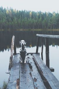 Dalmatian dog relaxing on pier over calm lake