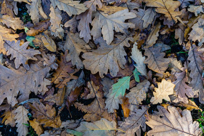 High angle view of dried leaves on field