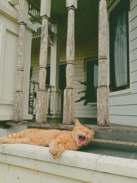 View of a cat yawning