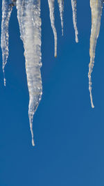 Vertical shot of melting multiple icicle hanging top down on blue sky with copy space.