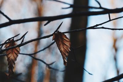 Close-up of dry leaves on thorny branches