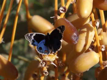 Close-up of berries on plant