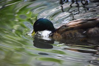 Duck swimming in lake