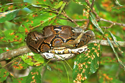 Close-up of python on tree