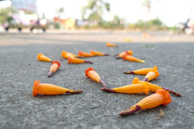 Close-up of dry leaves on street