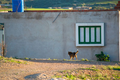 Dog on window by building