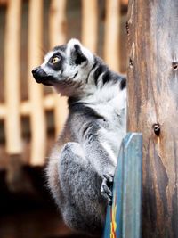 Close-up of a lemur looking away